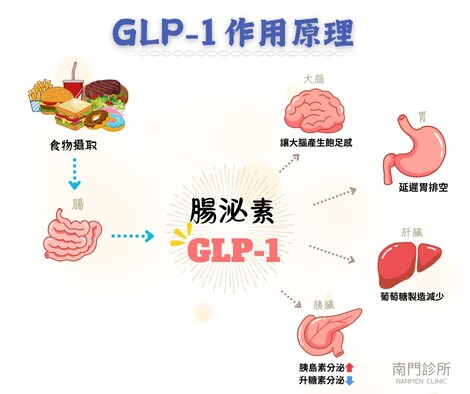 善纖達-GLP-1作用原理